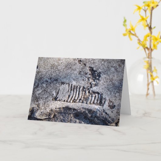 Fossil Nautiloid Cephalopod Ancient Zee Mollusk Kaart (Gele Bloem)