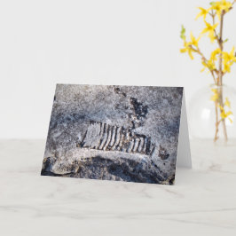 Fossil Nautiloid Cephalopod Ancient Zee Mollusk Kaart