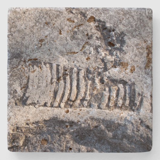 Fossil Nautiloid Cephalopod Ancient Zee Mollusk Stenen Onderzetter (Voorkant)