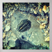 Fossil Poster (Voorkant)