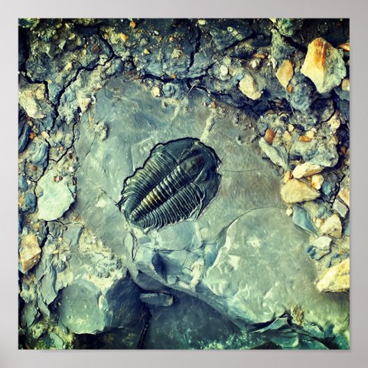 Fossil Poster (Voorkant)