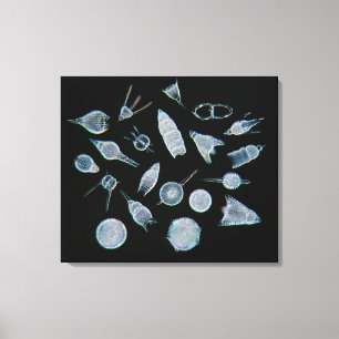Fossil Radiolarian Skeletons Canvas Afdruk
