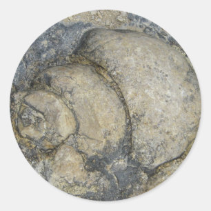 Fossil Ronde Sticker
