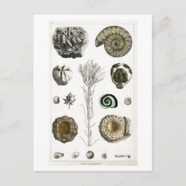 FOSSILEN BRIEFKAART VAN HET DIERENCHART