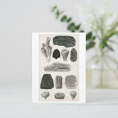  FOSSILEN BRIEFKAART VAN HET DIERENCHART (Staand voorkant)