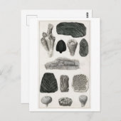  FOSSILEN BRIEFKAART VAN HET DIERENCHART (Voorkant / Achterkant)