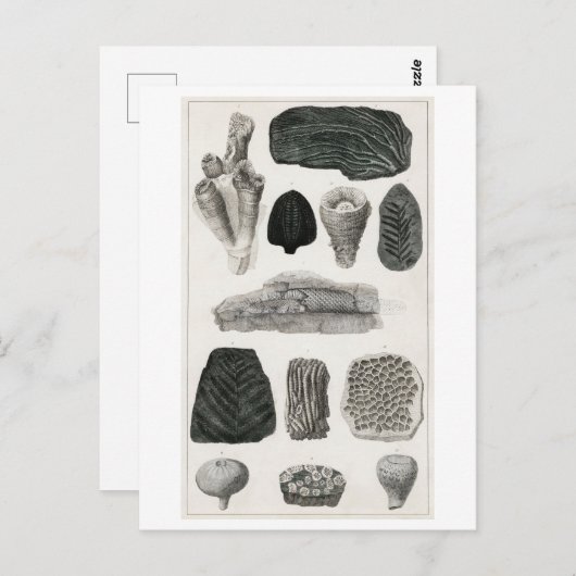 FOSSILEN BRIEFKAART VAN HET DIERENCHART (Voorkant / Achterkant)