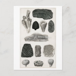 FOSSILEN BRIEFKAART VAN HET DIERENCHART