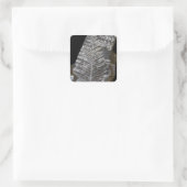 Fossilized Fern Leaves Foto op Black Vierkante Sticker (Tas)