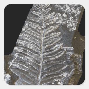 Fossilized Fern Leaves Foto op Black Vierkante Sticker