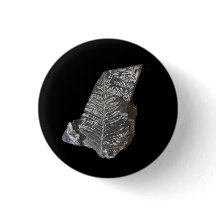 Fossilized Fern Leaves Rock Natuur Fotografie