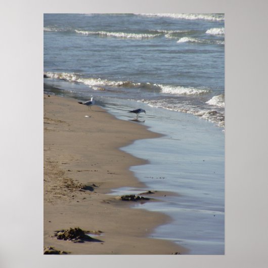 Foster Beach Poster (Voorkant)