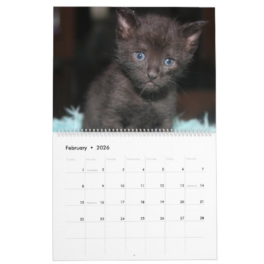 FOSTER LOVE KALENDER (Feb 2026)