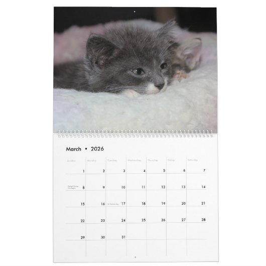 FOSTERING KITTENS IS THE BEST KALENDER (Mar 2026)