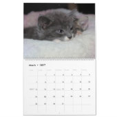 FOSTERING KITTENS IS THE BEST KALENDER (Mar 2027)