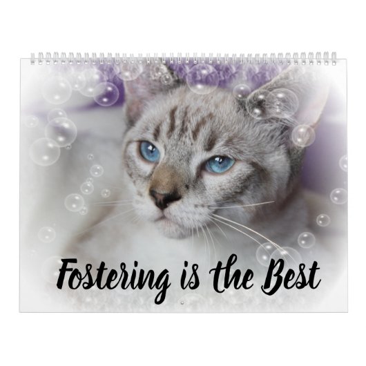 FOSTERING KITTENS IS THE BEST KALENDER (Hoes)