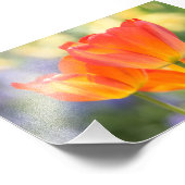 foto - 4x6 formaat - tulpen (oranje) afdruk (Hoek)