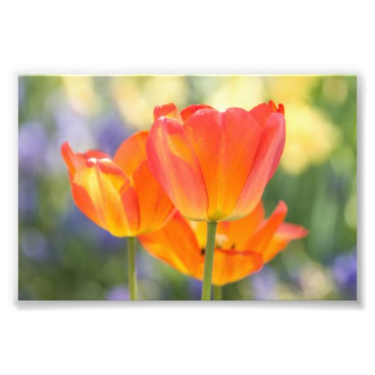 foto - 4x6 formaat - tulpen (oranje) afdruk (Voorkant)