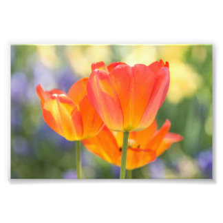 foto - 4x6 formaat - tulpen (oranje) foto afdruk
