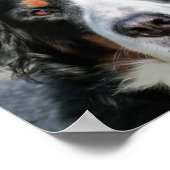 Foto Afbeelding van Berner Sennenhond Poster (Hoek)