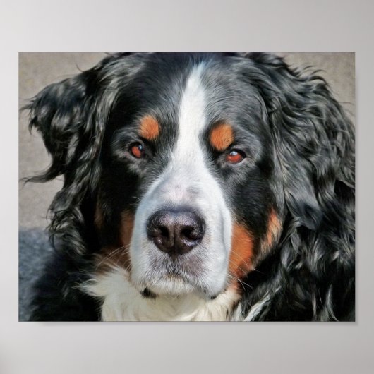 Foto Afbeelding van Berner Sennenhond Poster (Voorkant)