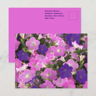 Foto Afbeelding Van Morning Glory Roze & Paarse Bl Briefkaart