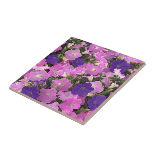 Foto afbeelding van Morning Glory Roze & Paarse Bl Tegeltje (Zijkant)