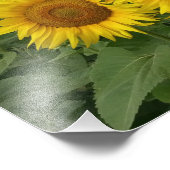 Foto afdrukken met zonnebloem (Hoek)