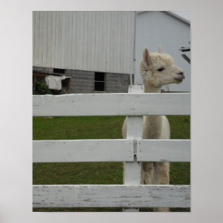 Foto afdrukken poster