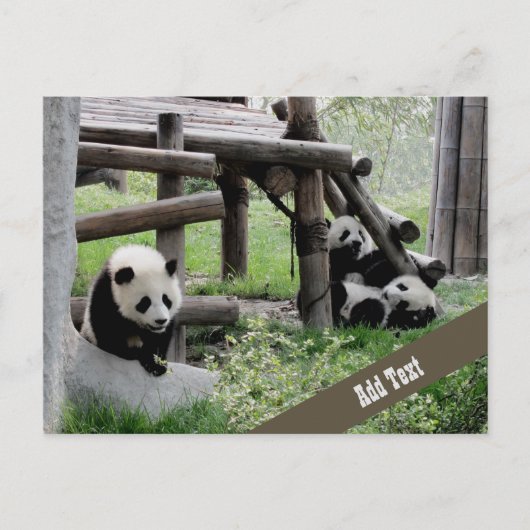 Foto baby Panda Briefkaart (Voorkant)