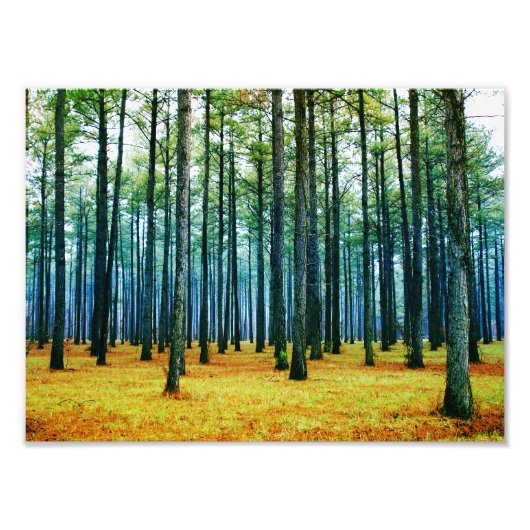 Foto: Beauful Pine Tree Forest Yellow Grass Foto Afdruk (Voorkant)