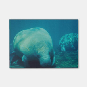 Foto beheren post-it® notes
