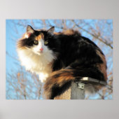 Foto beter Uitzicht Calico Poster (Voorkant)