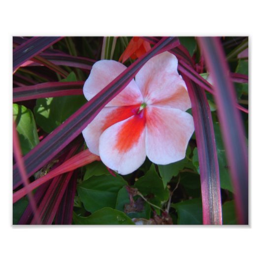 Foto bloemen foto afdruk (Voorkant)