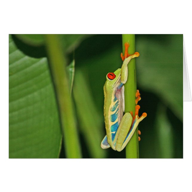 Foto boomkikker (Voorkant Horizontaal)