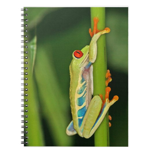 Foto boomkikker notitieboek (Voorkant)