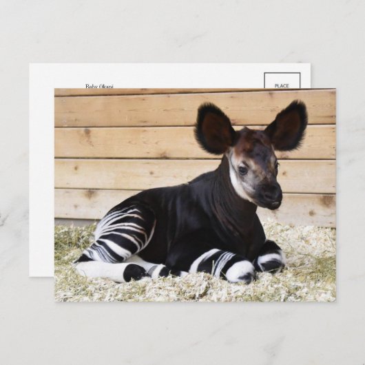  Foto Briefkaart (Voorkant / Achterkant)