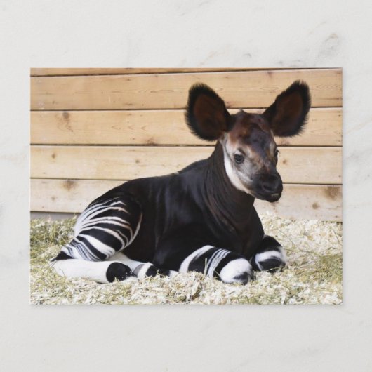  Foto Briefkaart (Voorkant)