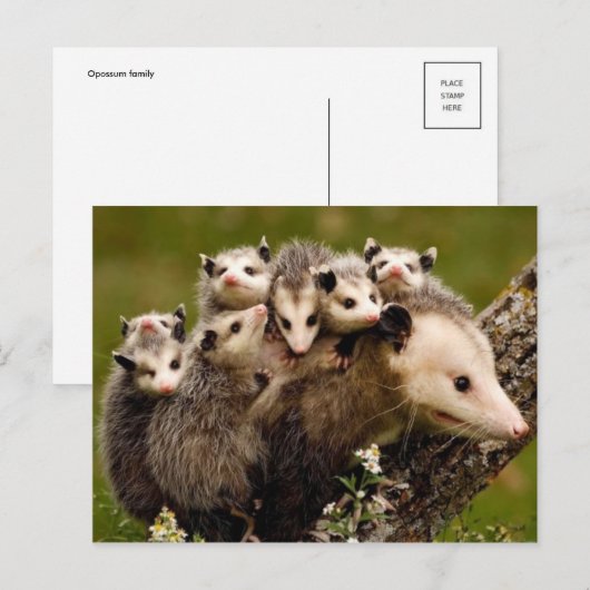  Foto Briefkaart (Voorkant / Achterkant)