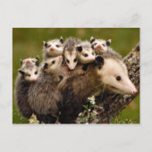  Foto Briefkaart (Voorkant)