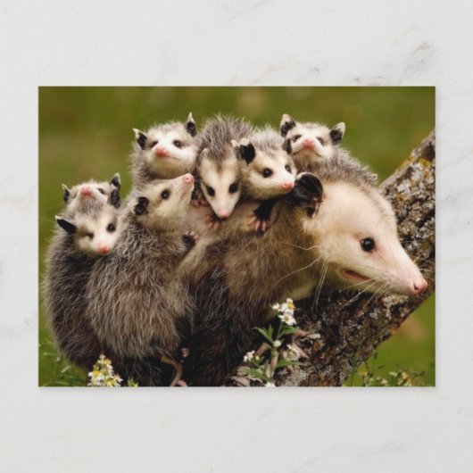  Foto Briefkaart (Voorkant)