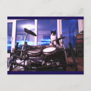 Foto Briefkaart 12 Blues Drummer Cat Animal Beauty