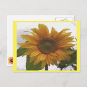 Foto Briefkaart 7 Zonnebloem - Natural Beauty (Voorkant / Achterkant)