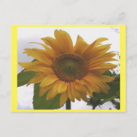 Foto Briefkaart 7 Zonnebloem - Natural Beauty