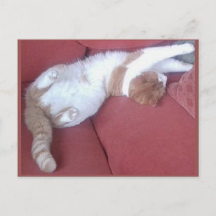 Foto Briefkaart 9 - Cat Nap 1 - Animal Beauty