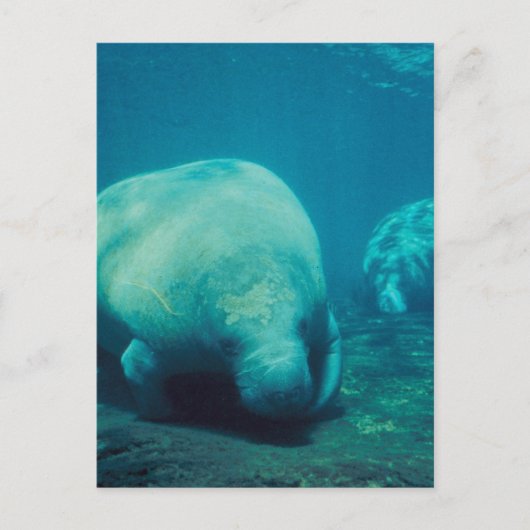 Foto-Briefkaart beheren Briefkaart (Voorkant)