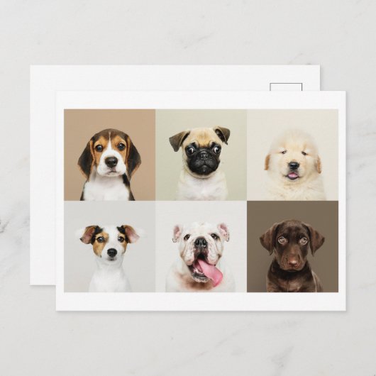 Foto Briefkaart van Schattigee Puppies (Voorkant / Achterkant)