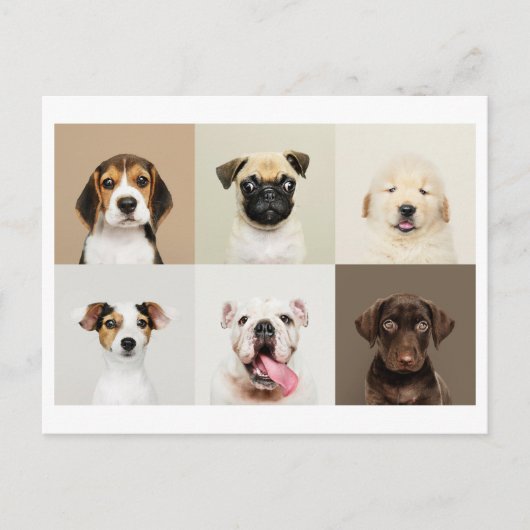 Foto Briefkaart van Schattigee Puppies (Voorkant)