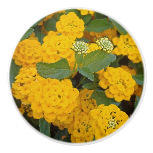 Foto: Bright Yellow Lantana Flowers Keramische Knop (Voorkant)