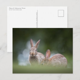 foto Bunnies Wildlife Briefkaart